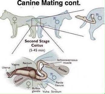 dog penis knot|Understanding the Dogs Knot: An In